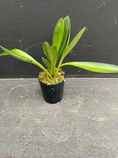 Masdevallia Veitch's Candy Cane 'Super Striper' HCC/AOC