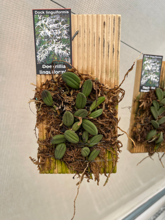 Dendrobium linguiforme (Syn. Dockrillia linguiformis)