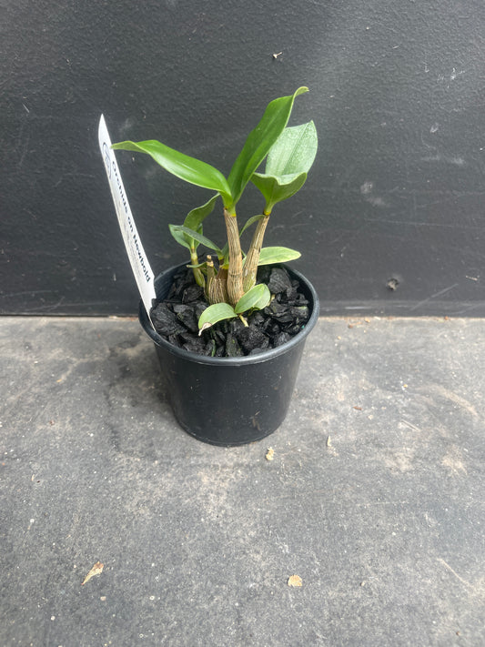 Dendrobium Aust. Bride 'Kim' x Tyabb 'Heather' AM/OSCOV