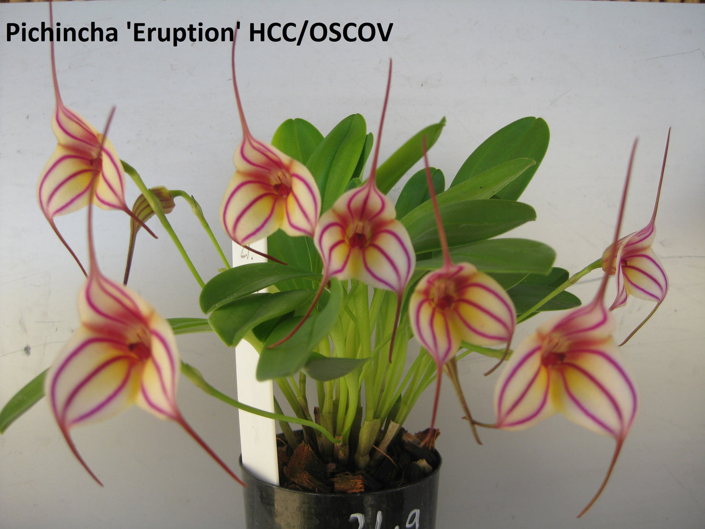 Masdevallia Pichincha 'Eruption' HCC/OSCOV