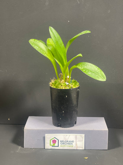 Masdevallia Midas Touch 'Golden Dynasty' FCC/AOC plant showing compact upright foliage in cultivation