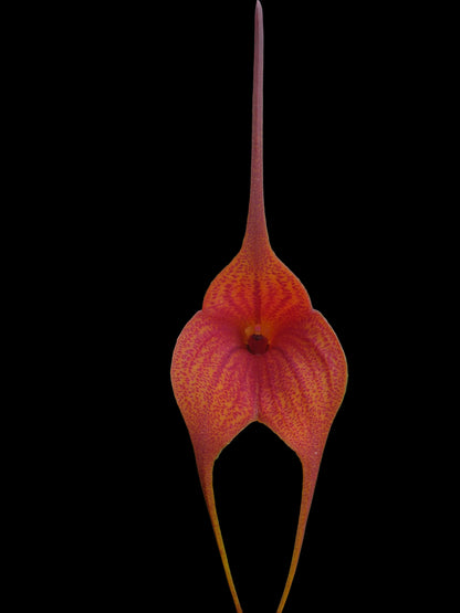 Masdevallia Hoosa Queen 'Royale' HCC/AOC