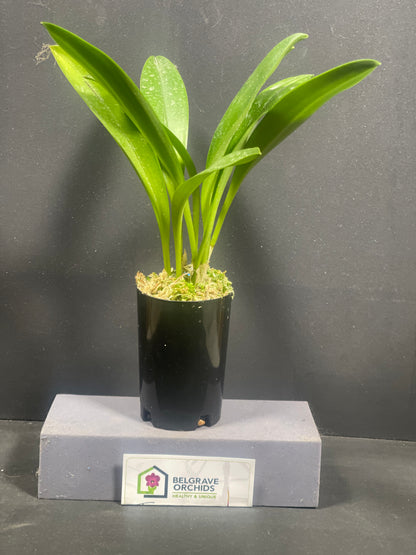 Masdevallia caloptera (species)