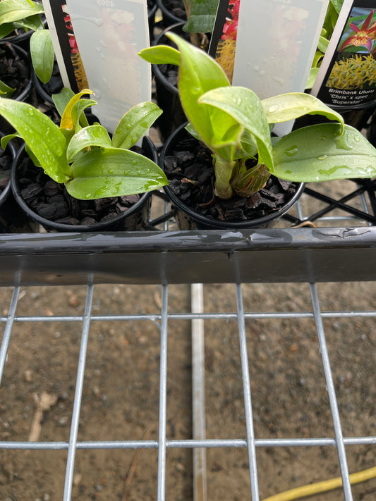 Dendrobium Monroe seedling in nursery pot at flowering size