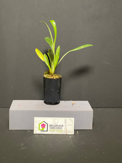 Masdevallia paivaeana plant showing compact upright foliage in cultivation