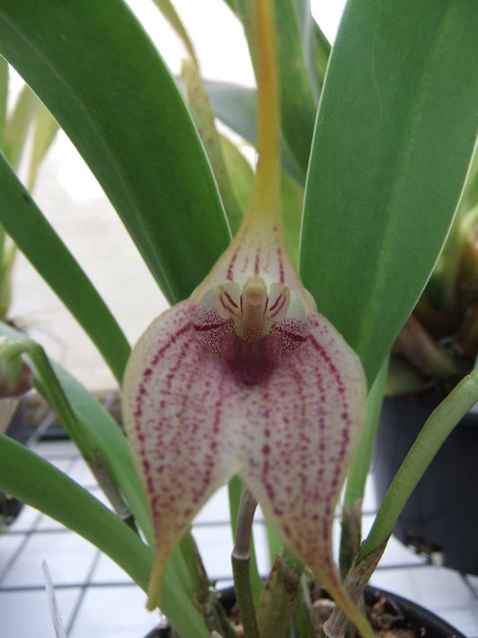 Masdevallia Genie