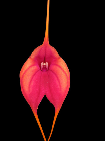Masdevallia Hot Shot 'Best' second flower view