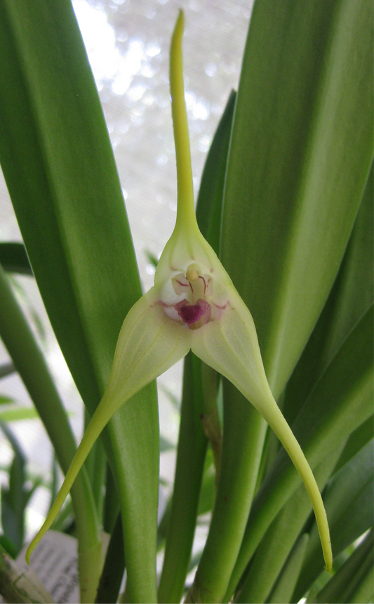 Masdevallia Sea Breeze ‘Limelight’