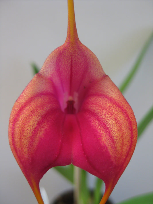 Masdevallia Hot Shot 'Best' flower close-up