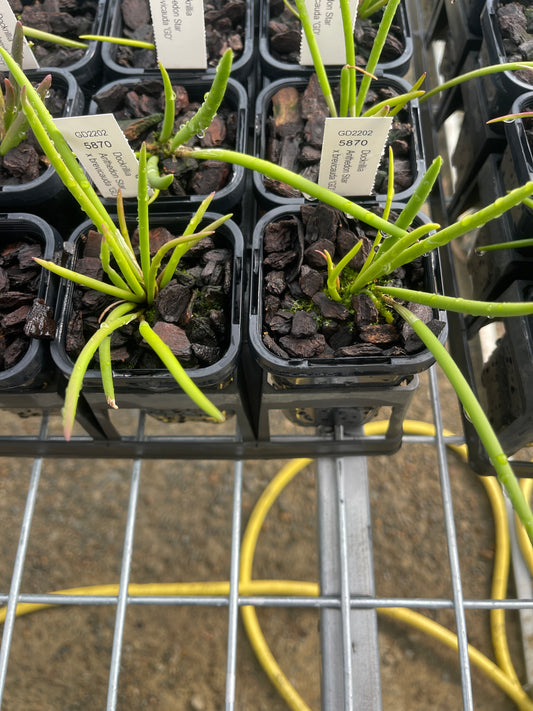 Dendrobium Anthedon 'Star' × brevicauda 'GD' (Syn. Dockrillia)