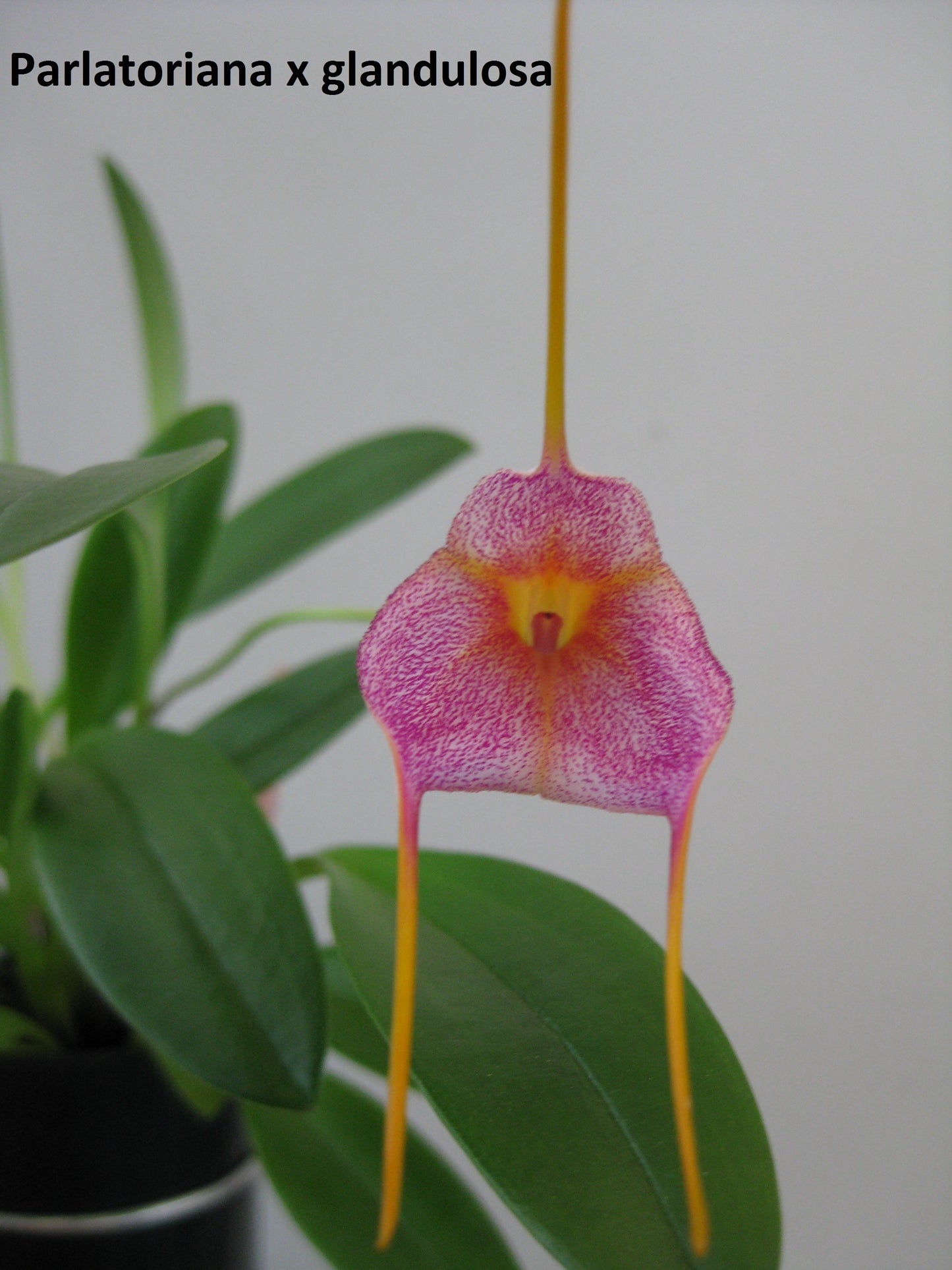 Masdevallia Parlatoriana x glandulosa