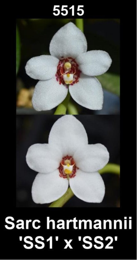 Sarcochilus hartmannii 'SS 1' × 'SS 2' parent plants showing white hartmannii flowers with red spotting — photographs show parent plants