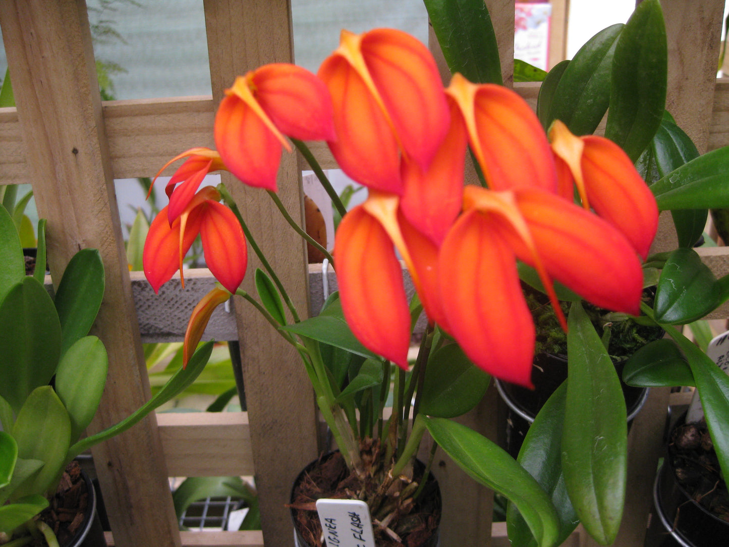 Masdevallia ignea 'Volcanic Flash'