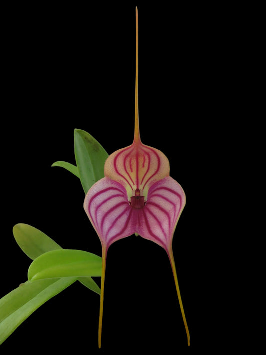 Masdevallia Phyl Nicholas 'Kelvin Avenue' HCC/AOC