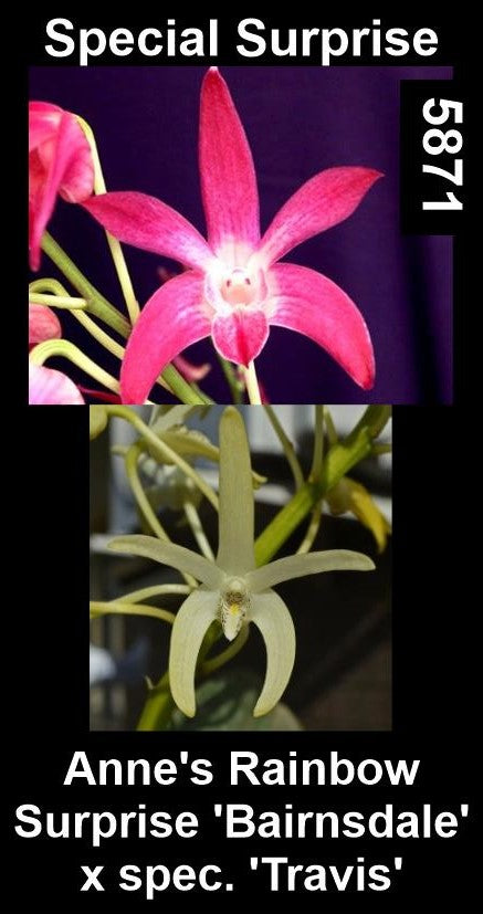 Dendrobium Anne's Rainbow Surprise 'Bairnsdale' × speciosum 'Travis' parent plants showing contrasting flower forms — photographs show parent plants