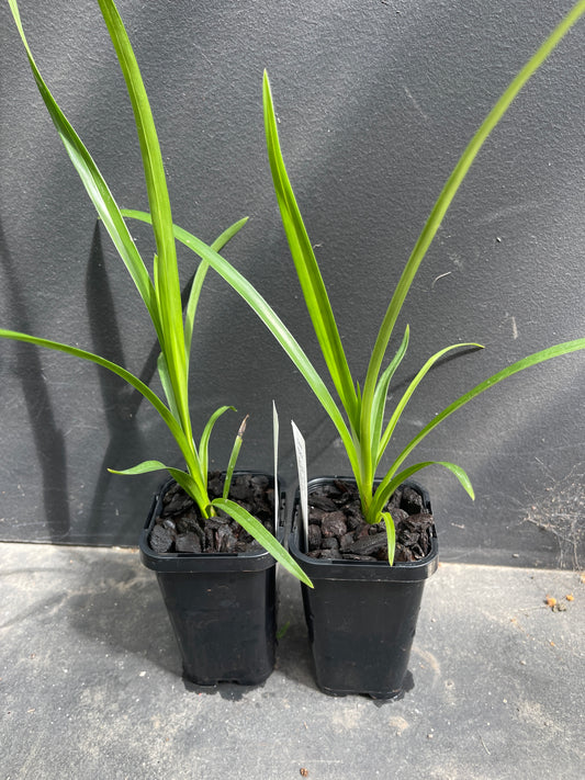 Small green plants in black pots on a gray surface