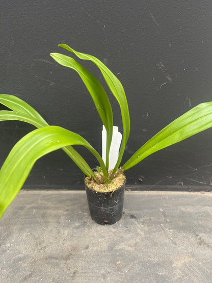 Dracula Cafe Mocha plant in cultivation showing compact upright pleated foliage