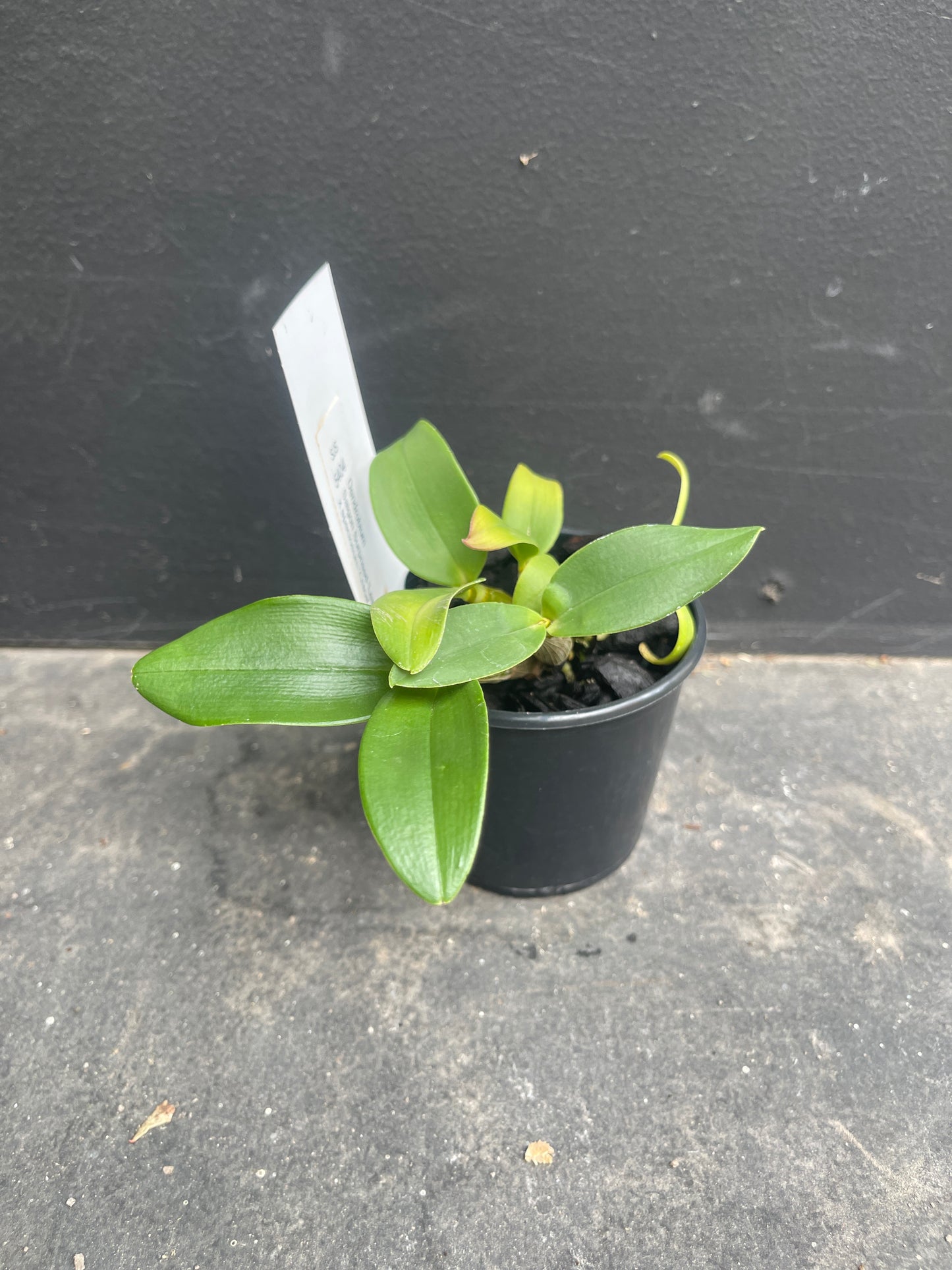 Dendrobium Saigon Surprised 'Leanne' x spec 'Chloe'