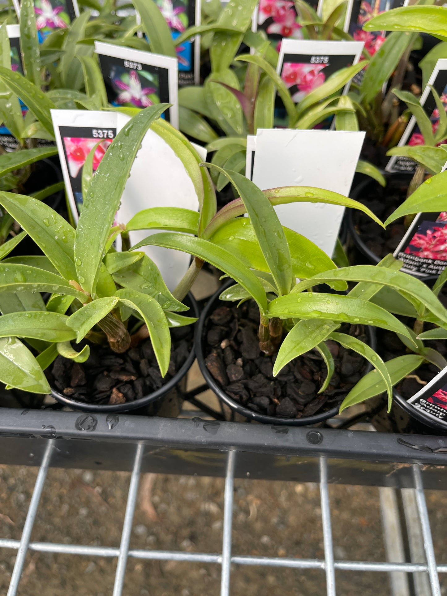 Dendrobium Tyabb 'Rosy Cheeks' × Newbold Beauty 'Kings Park' seedling in nursery pot at flowering size