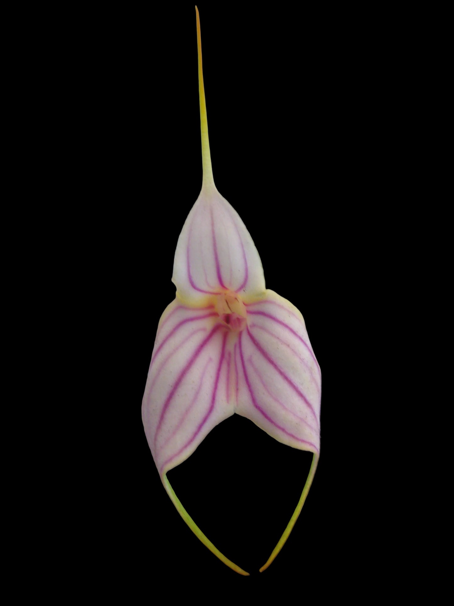 Masdevallia Falcata 'Gold Digger' x Pichincha 'Cape View' second flower view