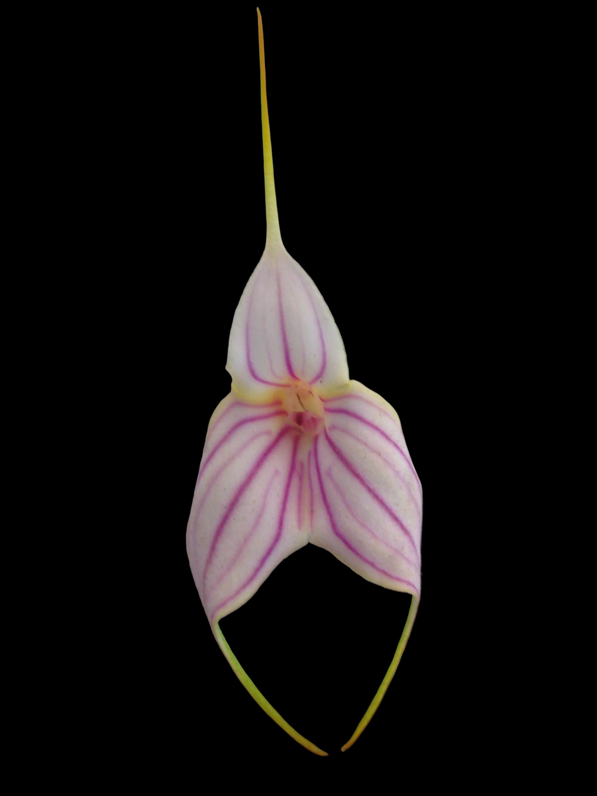 Masdevallia Falcata 'Gold Digger' x Pichincha 'Cape View' second flower view