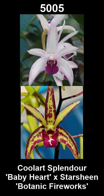 Dendrobium Coolart Splendour × Starsheen 'Botanic Fireworks' parent plants showing contrasting flower forms — photographs show parent plants