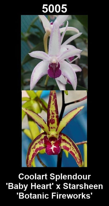 Dendrobium Coolart Splendour × Starsheen 'Botanic Fireworks' parent plants showing contrasting flower forms — photographs show parent plants
