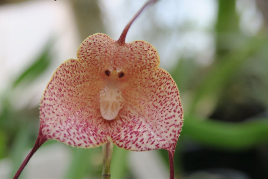 Dracula erythrochaete: Grow the Red-Bristled Monkey Face Orchid