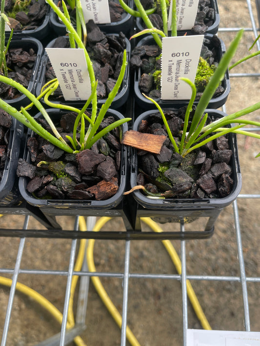 Dendrobium Memoria Jean Deas 'Dark' × Tweetie 'GD' (Syn. Dockrillia)