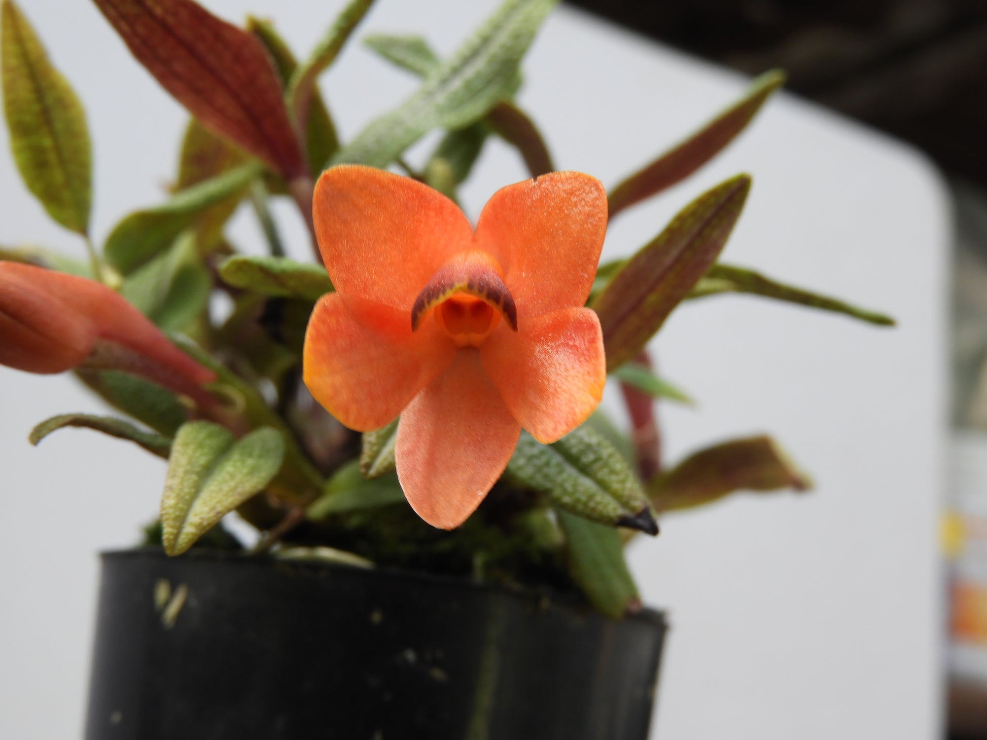 Dendrobium cuthbertsonii orange-flowering specimen close-up