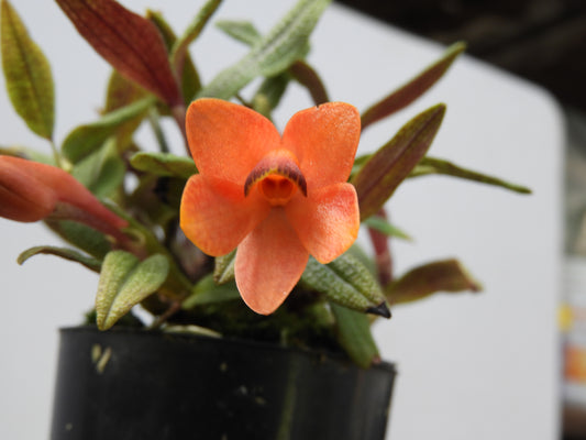 Dendrobium cuthbertsonii orange-flowering specimen close-up