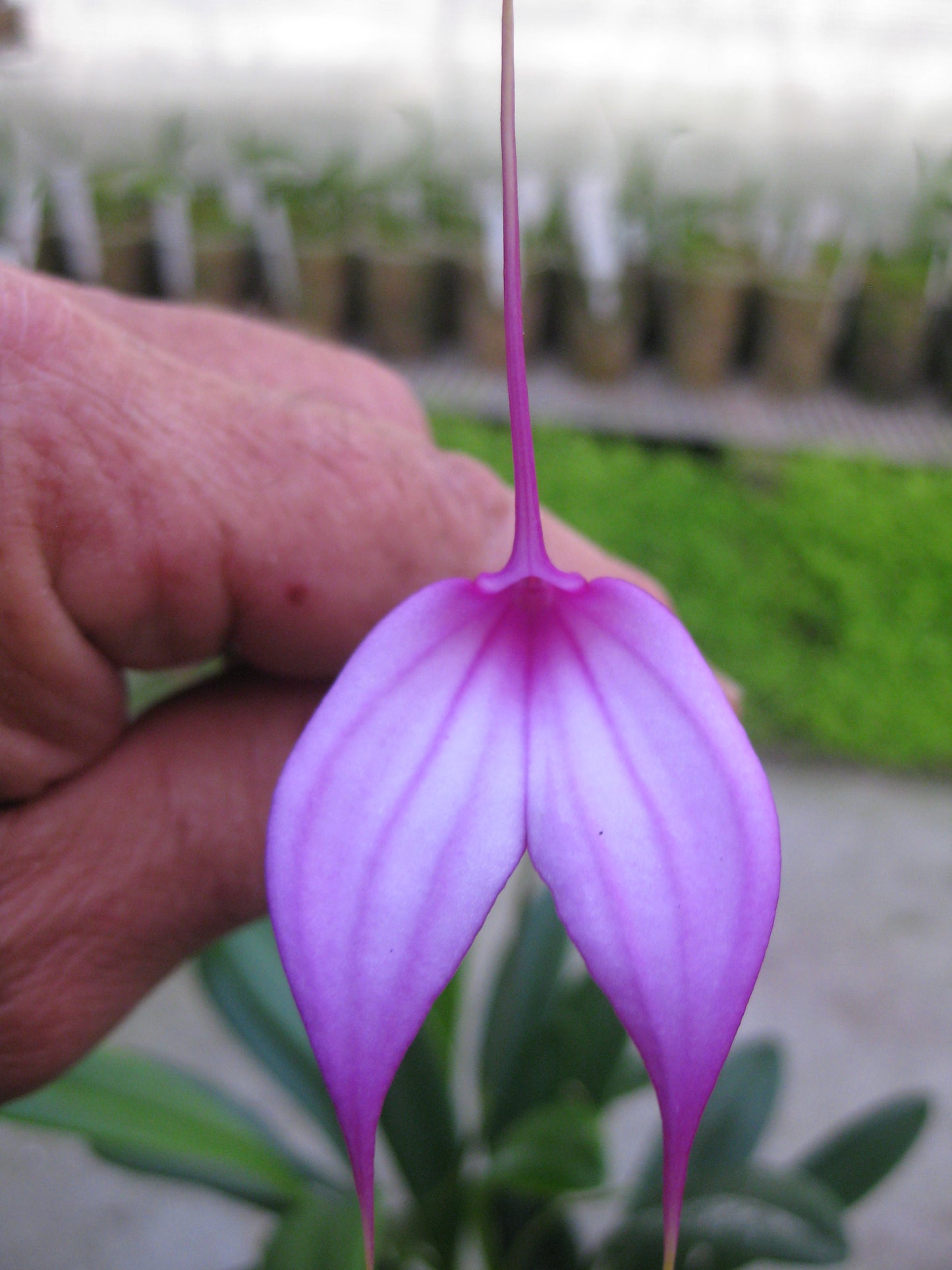 Masdevallia (coccinea × amabilis) plant showing foliage and flower in cultivation
