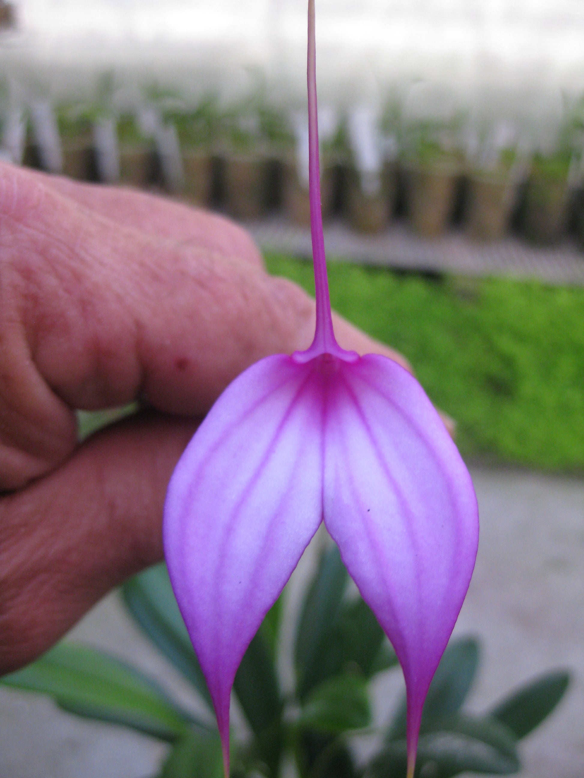 Masdevallia (coccinea × amabilis) plant showing foliage and flower in cultivation