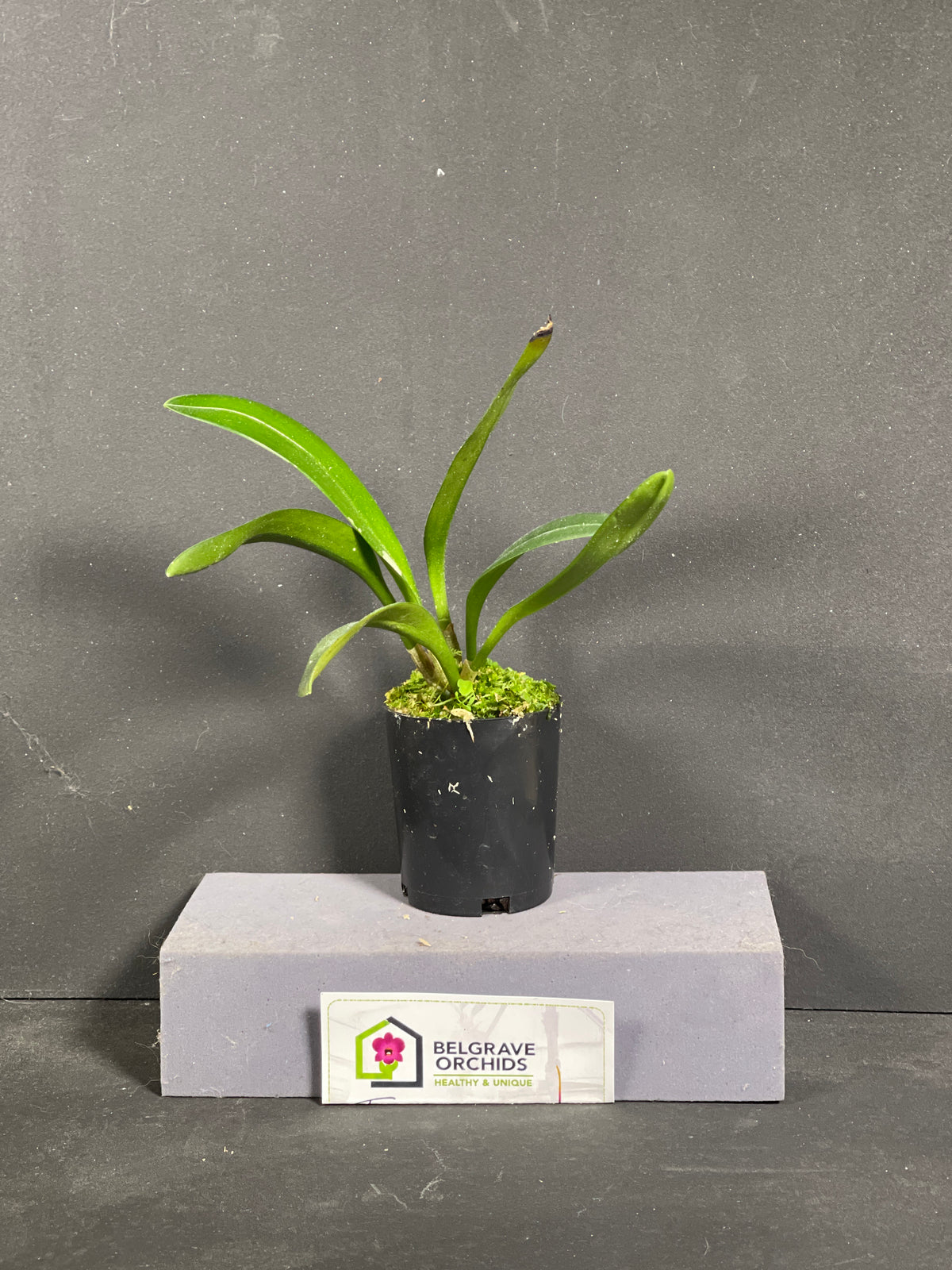 Masdevallia colossus (species)