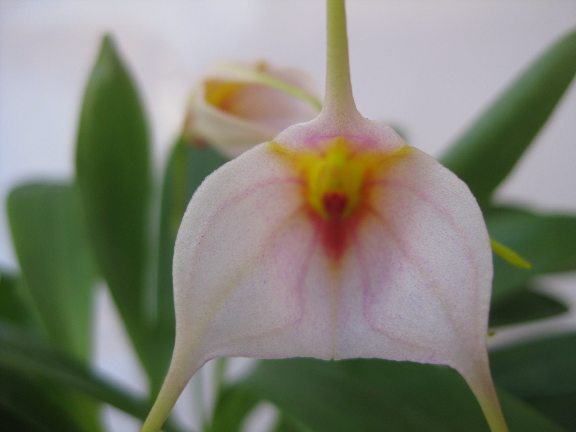 Masdevallia Bella Donna 'Prima' x (John Leathers x glandulosa) second flower view