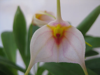 Masdevallia Bella Donna 'Prima' x (John Leathers x glandulosa) second flower view