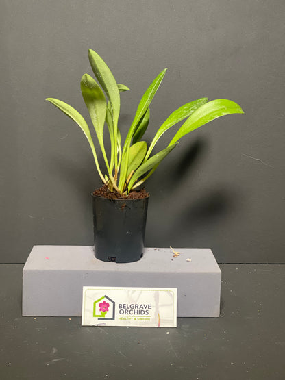 Masdevallia Partizan 'Wine Stripes' plant showing compact upright foliage in cultivation