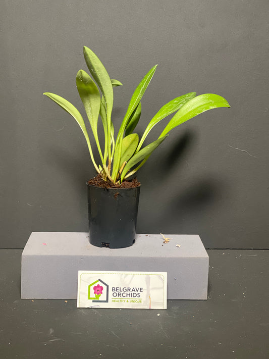 Masdevallia Partizan 'Wine Stripes' plant showing compact upright foliage in cultivation