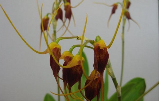 Masdevallia schlimii