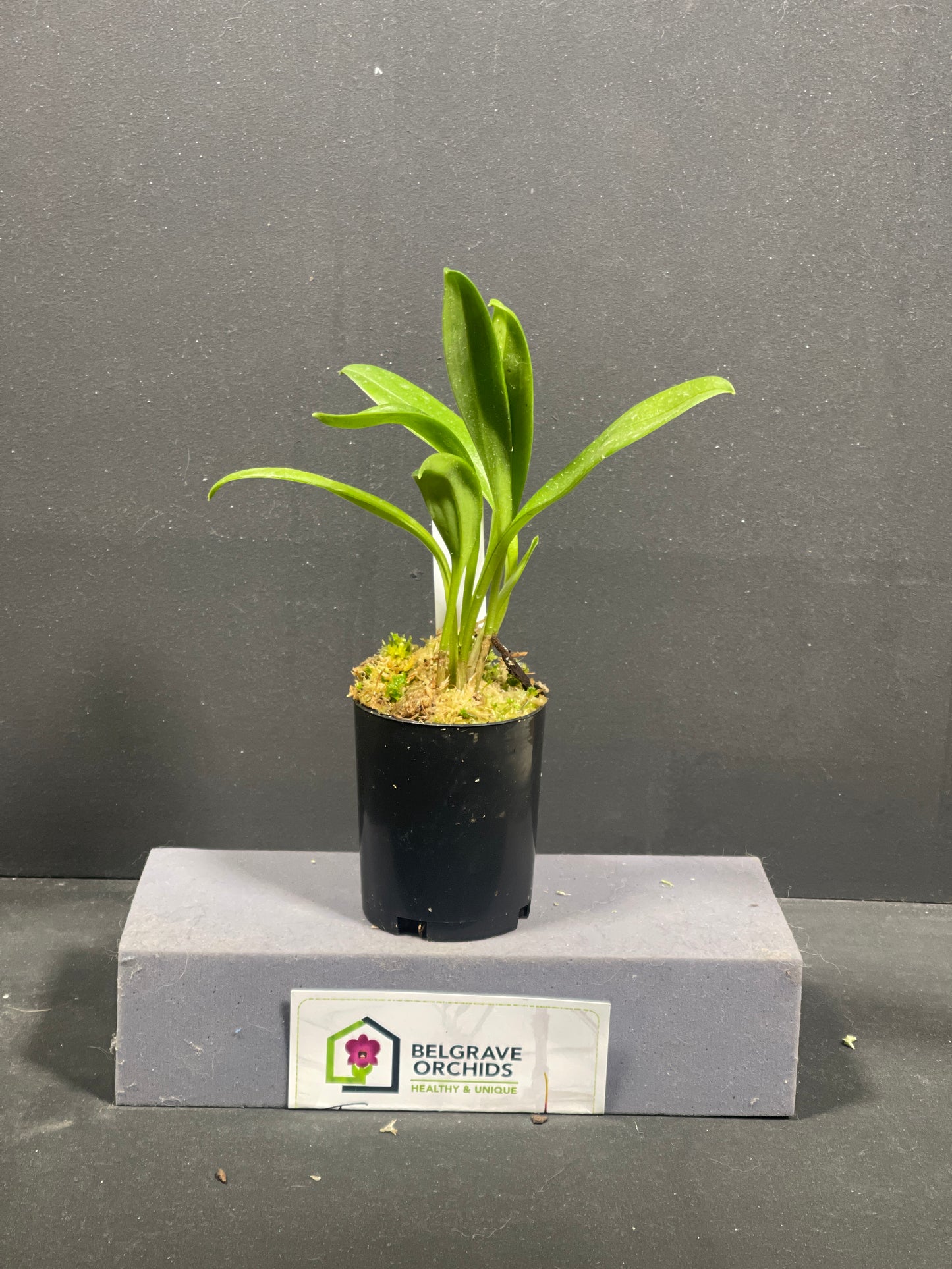 Masdevallia Phyl Nicholas 'Kelvin Avenue' HCC/AOC