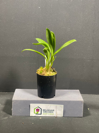 Masdevallia Phyl Nicholas 'Kelvin Avenue' HCC/AOC