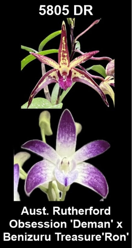 Dendrobium Aust. Rutherford Obsession × Benizuru Treasure 'Ron' parent plants — photographs show parent plants