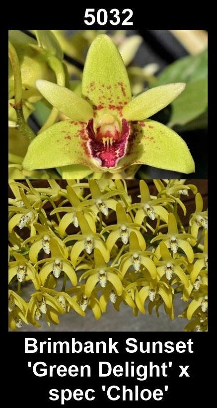 Dendrobium Brimbank Sunset 'Green Delight' × speciosum 'Chloe' parent plants showing contrasting flower forms — photographs show parent plants