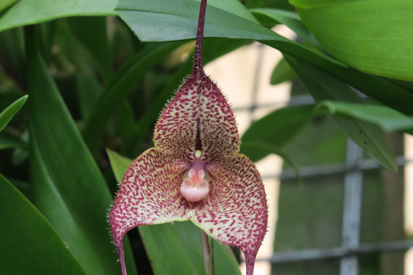 Dracula Cyrano 'Silven Khantessa' flower close-up showing large triangular form with deep dusky mottled colouration and prominent lip
