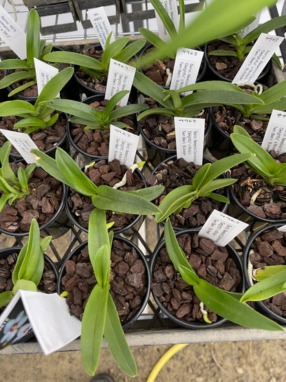 Sarcochilus Newbold Cannonball 'Delightful' × Nicky's Twin Bee's 'Bullseye' seedling in 80mm pot
