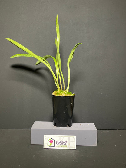 Masdevallia veitchiana (Outcross) plant showing compact upright foliage in cultivation