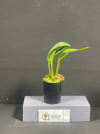 Masdevallia Mem. Horrie Foster-Johnson 'Beenak' AM/OSCOV plant showing compact upright foliage in cultivation
