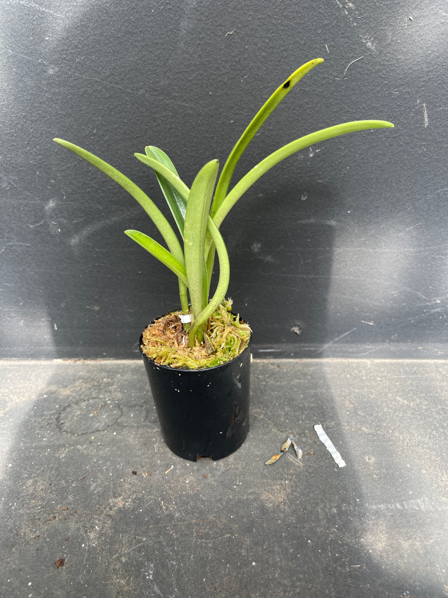 Masdevallia rigens