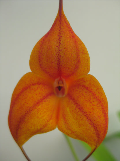 Masdevallia Copper Angel 'Jule' flower close-up