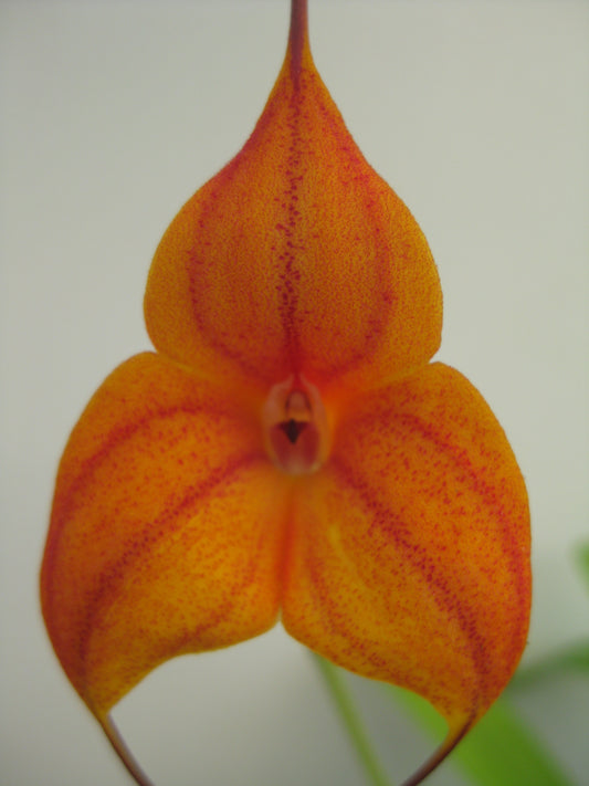 Masdevallia Copper Angel 'Jule' flower close-up